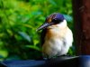 kingfisher1_1_1.jpg